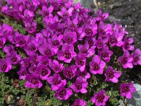 Saxifraga oppositifolia 49, Saxifraga-Harry Jans