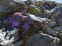 Saxifraga oppositifolia 51, Saxifraga-Luuk Vermeer