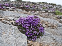 Saxifraga oppositifolia 52, Saxifraga-Luuk Vermeer