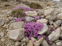 Saxifraga oppositifolia 56, Saxifraga-Luuk Vermeer