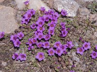 Saxifraga oppositifolia 59, Saxifraga-Luuk Vermeer