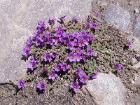 Saxifraga oppositifolia 60, Saxifraga-Luuk Vermeer