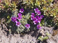 Saxifraga oppositifolia 61, Saxifraga-Luuk Vermeer