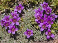 Saxifraga oppositifolia 62 Saxifraga-Luuk Vermeer