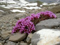 Saxifraga oppositifolia 79, Saxifraga-Luuk Vermeer