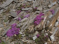 Saxifraga oppositifolia 81, Saxifraga-Luuk Vermeer