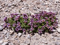 Saxifraga oppositifolia ssp blepharophylla 76, Saxifraga-Luuk Vermeer