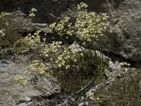 Saxifraga paniculata 15, Saxifraga-Willem van Kruijsbergen