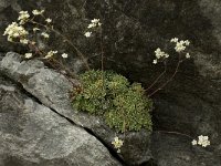 Saxifraga paniculata 17, Saxifraga-Willem van Kruijsbergen