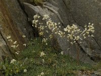 Saxifraga paniculata 19, Saxifraga-Willem van Kruijsbergen