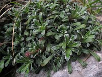 Saxifraga paniculata 20, Saxifraga-Rutger Barendse