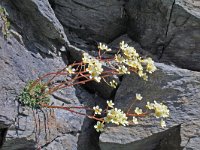 Saxifraga paniculata 21, Saxifraga-Jeroen Willemsen