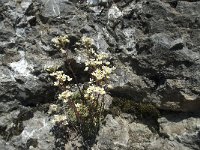 Saxifraga paniculata 22, Saxifraga-Annemiek Bouwman