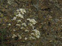 Saxifraga paniculata 3, Saxifraga-Jan van der Straaten