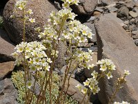 Saxifraga paniculata 32, Saxifraga-Harry Jans