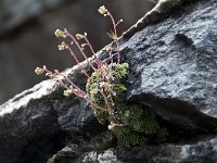 Saxifraga paniculata 34, Saxifraga-Luuk Vermeer