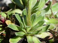 Saxifraga paniculata 37, Saxifraga-Sonja Bouwman  Trossteenbeek - Saxifraga paniculata - Saxifragaceae familie