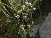 Saxifraga paniculata 40, Saxifraga-Willem van Kruijsbergen