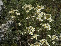 Saxifraga paniculata 5, Saxifraga-Marijke Verhagen