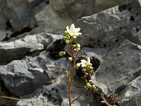 Saxifraga paniculata 6, Saxifraga-Jan van der Straaten