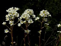 Saxifraga paniculata 8, Saxifraga-Marijke Verhagen