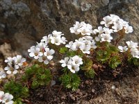 Saxifraga pedemontana ssp cervicornis 3, Saxifraga-Luuk Vermeer