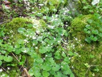 Saxifraga rotundifolia 21, Saxifraga-Rutger Barendse