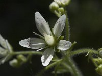 Saxifraga rotundifolia 3, Saxifraga-Marijke Verhagen