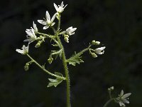 Saxifraga rotundifolia 4, Saxifraga-Marijke Verhagen