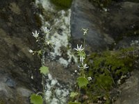 Saxifraga rotundifolia 8, Saxifraga-Willem van Kruijsbergen
