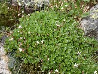 Saxifraga rotundifolia var heucherifolia 29, Saxifraga-Harry Jans  Saxifraga rotundifolia var. heucherifolia
