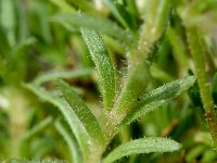 Saxifraga sedoides 2, Saxifraga-Sonja Bouwman  Saxifraga sedoides - Saxifragaceae familie