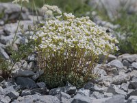 Saxifraga squarrosa 10, Saxifraga-Luuk Vermeer