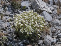 Saxifraga squarrosa 11, Saxifraga-Luuk Vermeer