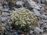 Saxifraga squarrosa 9, Saxifraga-Luuk Vermeer