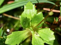 Saxifraga stellaris 32, Saxifraga-Sonja Bouwman  Stersteenbreek - Saxifraga stellaris - Saxifragaceae familie