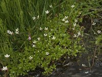 Saxifraga stellaris 1, Saxifraga-Willem van Kruijsbergen