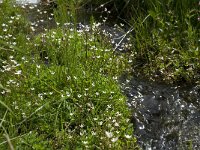 Saxifraga stellaris 10, Saxifraga-Willem van Kruijsbergen