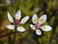 Saxifraga stellaris 11, Saxifraga-Willem van Kruijsbergen