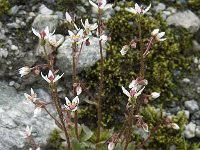 Saxifraga stellaris 12, Saxifraga-Willem van Kruijsbergen