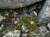 Saxifraga stellaris 13, Saxifraga-Willem van Kruijsbergen