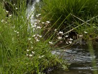 Saxifraga stellaris 14, Saxifraga-Willem van Kruijsbergen