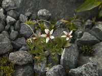 Saxifraga stellaris 15, Saxifraga-Willem van Kruijsbergen