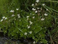 Saxifraga stellaris 16, Saxifraga-Willem van Kruijsbergen