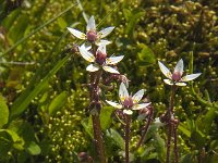 Saxifraga stellaris 17, Saxifraga-Jan van der Straaten