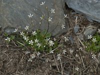 Saxifraga stellaris 18, Saxifraga-Willem van Kruijsbergen