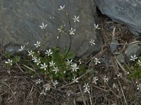 Saxifraga stellaris 19, Saxifraga-Willem van Kruijsbergen