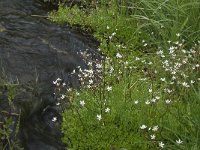 Saxifraga stellaris 2, Saxifraga-Willem van Kruijsbergen