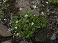 Saxifraga stellaris 20, Saxifraga-Willem van Kruijsbergen