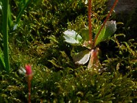 Saxifraga stellaris 21, Saxifraga-Ed Stikvoort